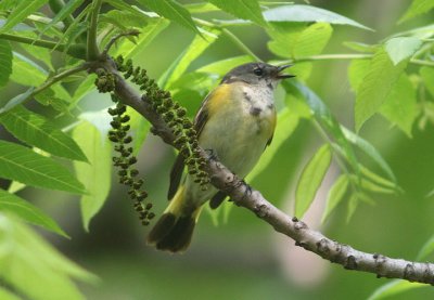 American Redstart; first year male