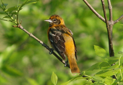 Baltimore Oriole; young male