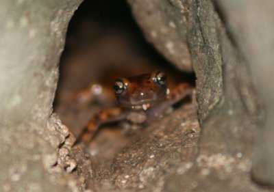 Cave Salamander