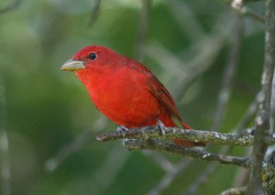 Summer Tanager; male