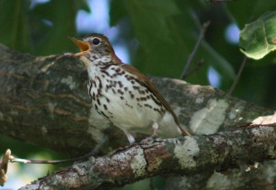 Wood Thrush