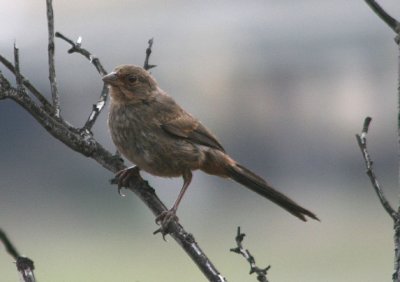 California Towhee; juvenile