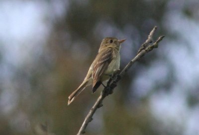 Pacific-slope Flycatcher