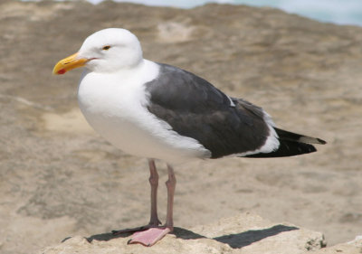 Gulls and Terns