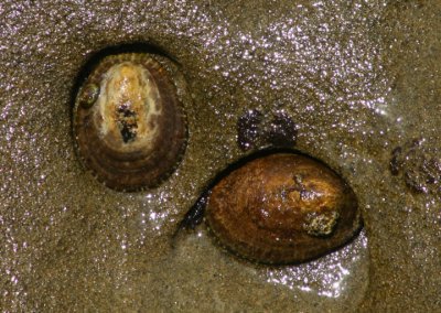 Pacific Plate Limpets