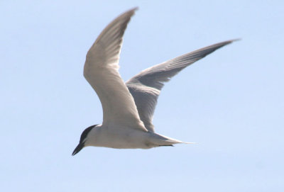 Gull-billed Tern; breeding