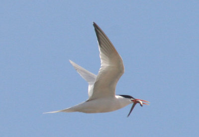 Elegant Tern; breeding