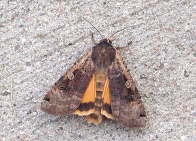 11003.1 - Noctua pronuba; Large Yellow Underwing; exotic