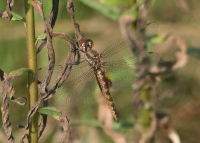 Pantala hymenaea; Spot-winged Glider