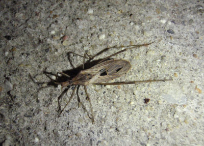 Narvesus carolinensis; Assassin bug species