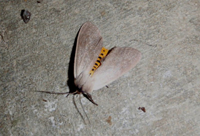 8238 - Euchaetes egle; Milkweed Tussock Moth