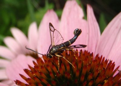 2549 - Synanthedon scitula; Dogwood Borer Moth; male