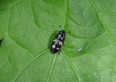 Glischrochilus quadrisignatus; Four-spotted Sap Beetle