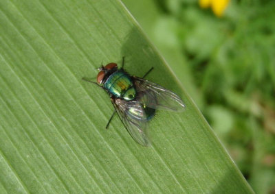 Lucilia sericata; Common Green Bottle Fly