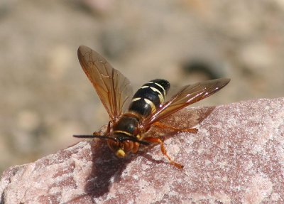 Sphecius speciosus; Eastern Cicada Killer