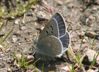 Plebejus icarioides; Boisduval's Blue; male