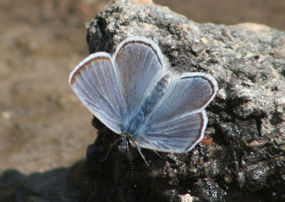 Plebejus icarioides; Boisduval's Blue; male