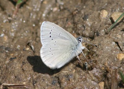 Glaucopsyche lygdamus; Silvery Blue; male