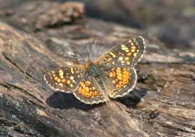 Phyciodes pulchella; Field Crescent