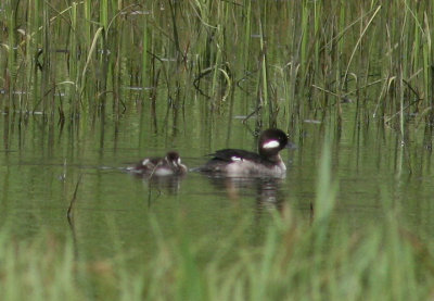 Buffleheads; female and duckling