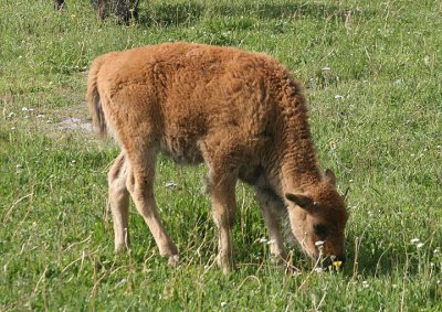 Young American Bison