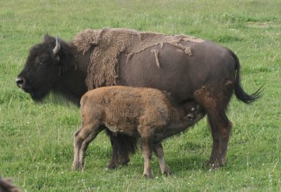 Young American Bison with mother
