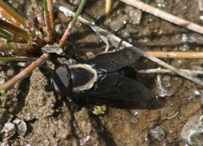  Tabanus punctifer; Western Horse Fly; male
