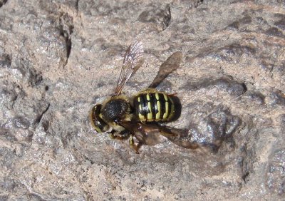 Anthidium Bee species
