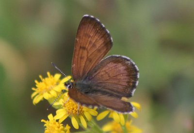 Lycaena mariposa; Mariposa Copper; male