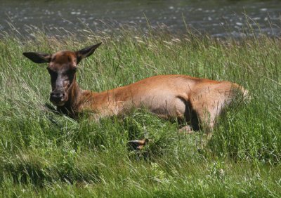 Elk; cow