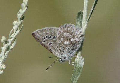 Plebejus icarioides; Boisduval's Blue