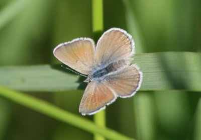 Plebejus icarioides; Boisduval's Blue; female