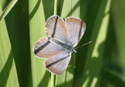 Plebejus icarioides; Boisduval's Blue; male