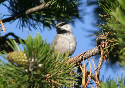 Mountain Chickadee; juvenile