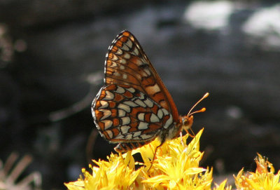 Euphydryas chalcedona; Chalcedon Checkerspot