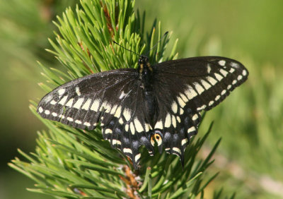 Papilio zelicaon; Anise Swallowtail; dark form