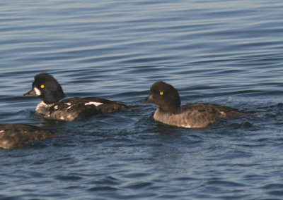 Barrow's Goldeneyes; immature male and female