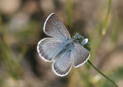 Plebejus glandon rustica; Rocky Mountain Arctic Blue; male