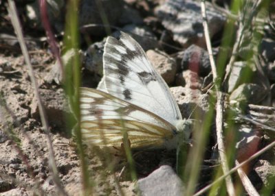 Pontia occidentalis; Western White; female