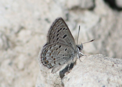 Plebejus shasta; Shasta Blue; male