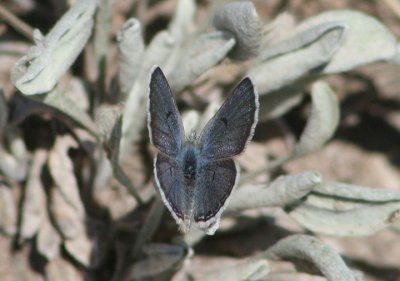 Plebejus shasta; Shasta Blue; male