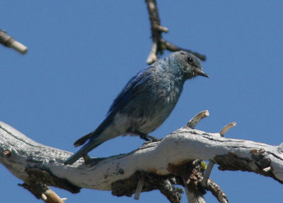 Mountain Bluebird; male
