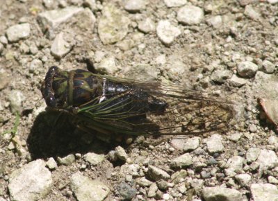 Tibicen robinsonianus; Robinson's Annual Cicada