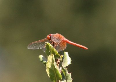 Sympetrum illotum; Cardinal Meadowhawk; male