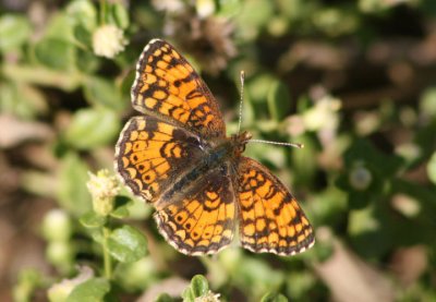 Phyciodes mylitta; Mylitta Crescent