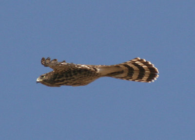 Cooper's Hawk; immature