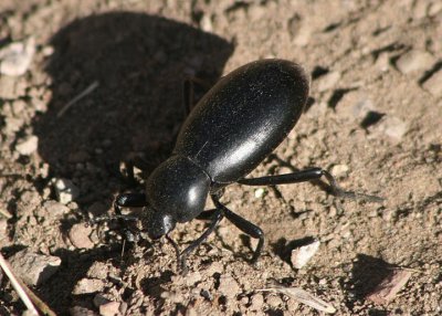 Eleodes Skunk Beetle species
