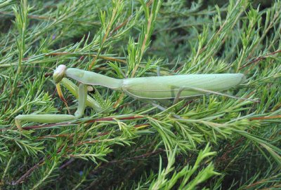 Mantis religiosa; European Mantis; exotic