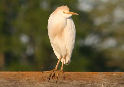 Cattle Egret; breeding