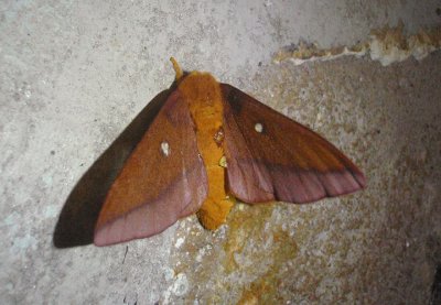 7723 - Anisota virginiensis; Southern Pink-striped Oakworm Moth; female